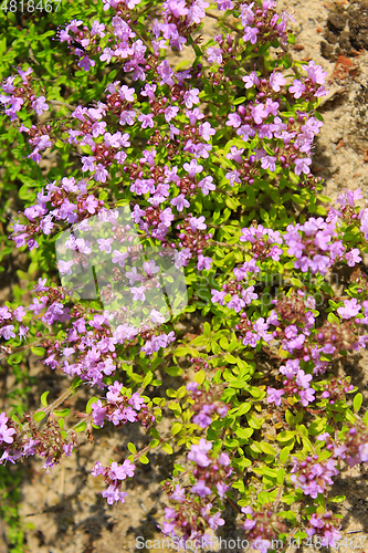 Image of flowers of Oregano