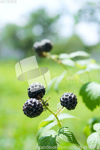 Image of black raspberry on the bush