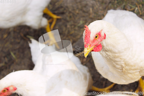 Image of hens on the poultry farm