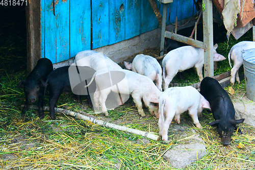 Image of piglets on a farm