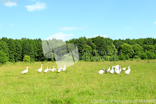 Image of flight of white geese on the meadow near the forest