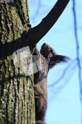 Image of black squirrel on the tree