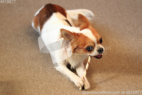 Image of small chihuahua is eating dog snack