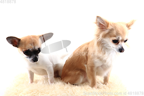 Image of two chihuahua is resting