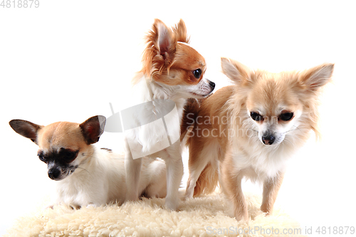 Image of three chihuahua is resting