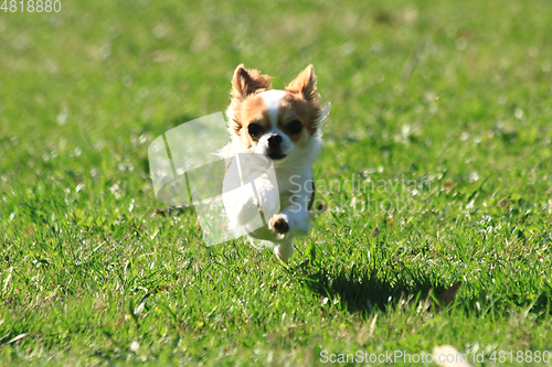 Image of small chihuahua in the grass