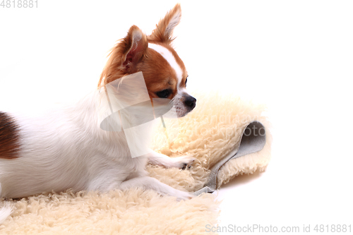Image of chihuahua is resting