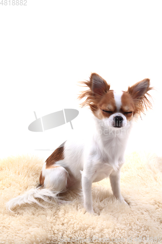 Image of chihuahua is resting