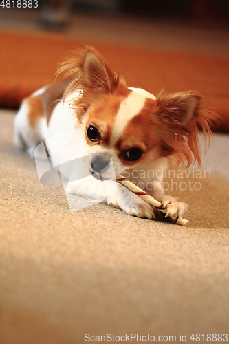 Image of small chihuahua is eating dog snack