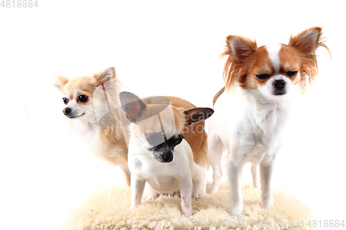 Image of three chihuahua is resting