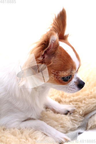 Image of chihuahua is resting