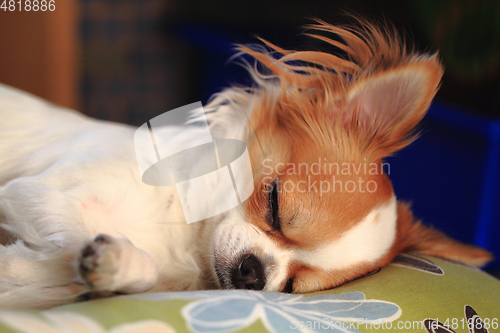 Image of small chihuahua is sleeping