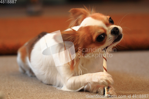 Image of small chihuahua is eating dog snack