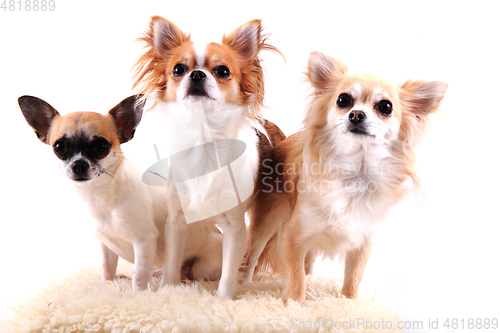 Image of three chihuahua is resting