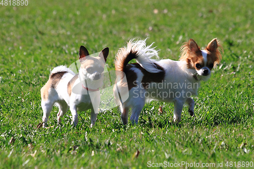 Image of small chihuahuas in the grass