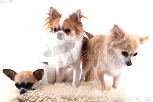 Image of three chihuahua is resting