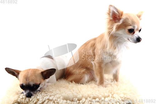 Image of two chihuahua is resting