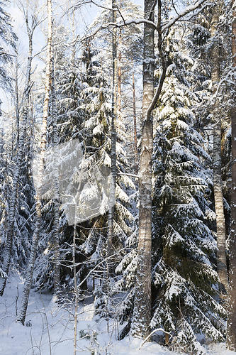 Image of Trees in winter