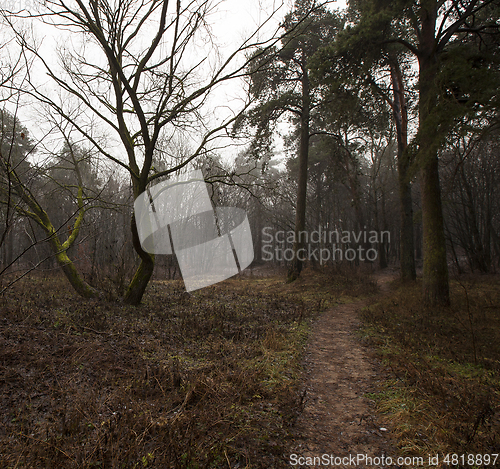 Image of Autumn forest without trees