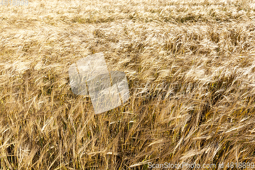 Image of mature yellowed grass