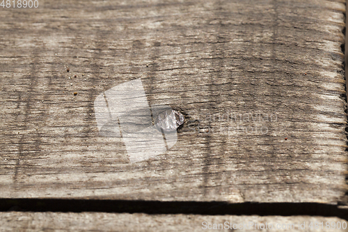 Image of Rusty nails in the board