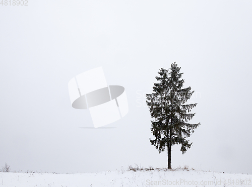 Image of one fir covered snow