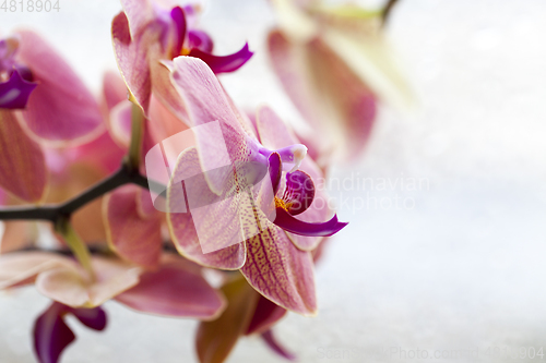 Image of Orchid flower, close-up