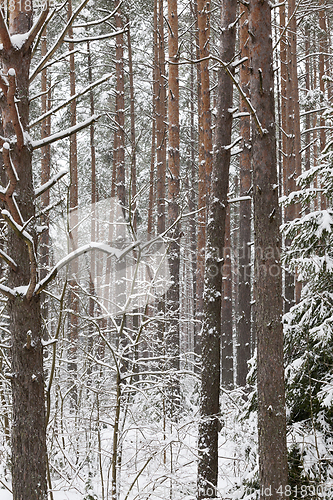 Image of Trunks of pine in winter
