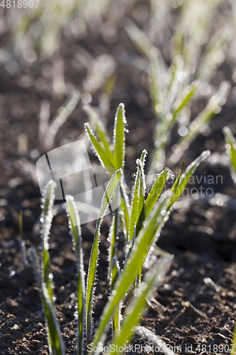 Image of Green grass close-up