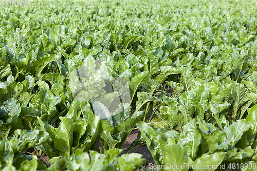 Image of green leaves beetroot