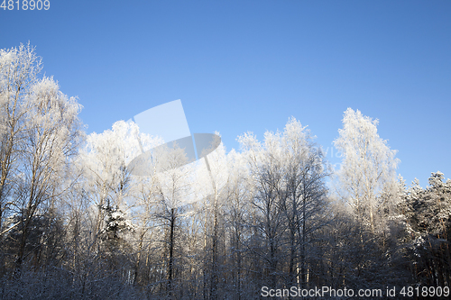 Image of hoarfrost on the branches of trees