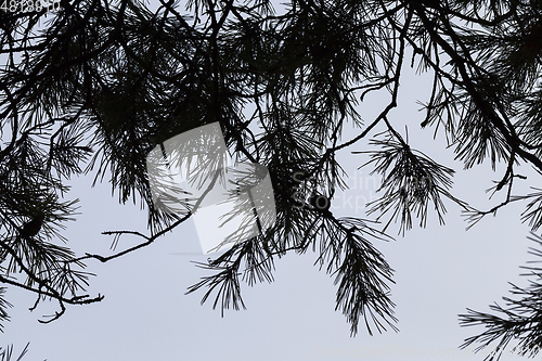 Image of Winter forest, close-up