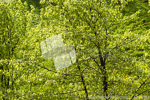 Image of green foliage of linden