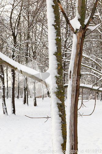 Image of trees covered with snow