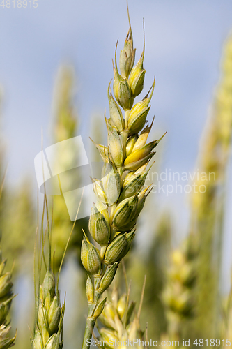 Image of wheat field.