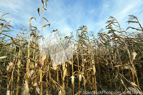 Image of ears of ripe corn