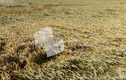 Image of broken wheat field