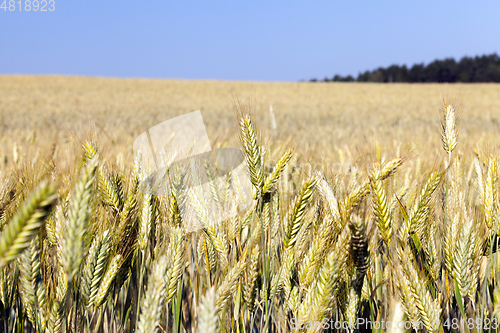 Image of yellow farm field