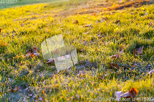 Image of The fallen maple leaves