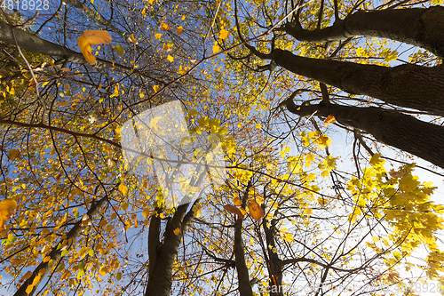 Image of the leaves on the trees