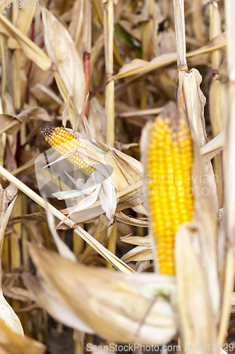 Image of Field corn, agriculture