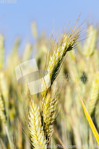 Image of immature green grass