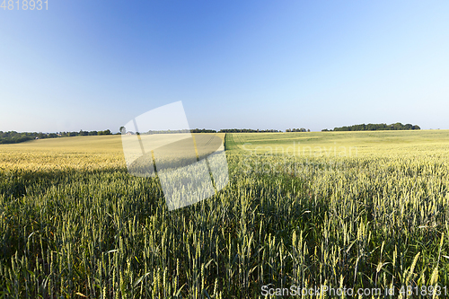 Image of green unripe cereal