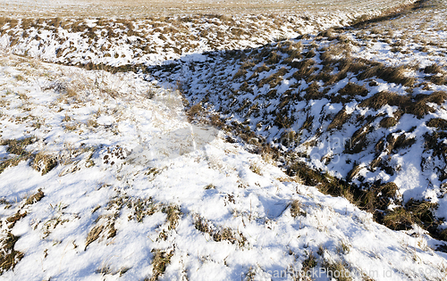 Image of Grass under the snow