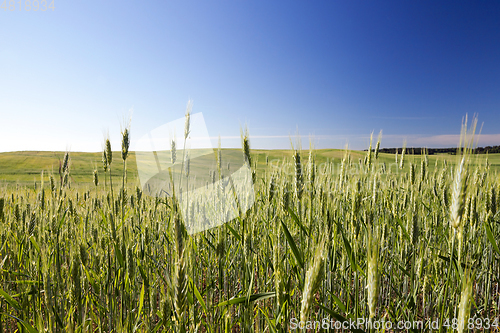Image of Field with cereal