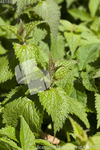 Image of stinging nettle