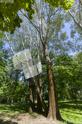 Image of Spring green park