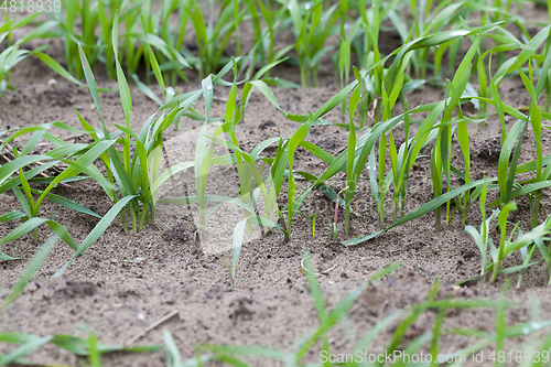 Image of Rows of young wheat