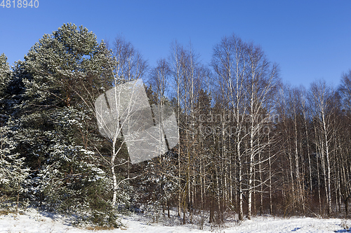 Image of Winter forest, close-up