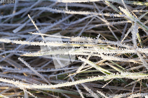 Image of green grass in the frost